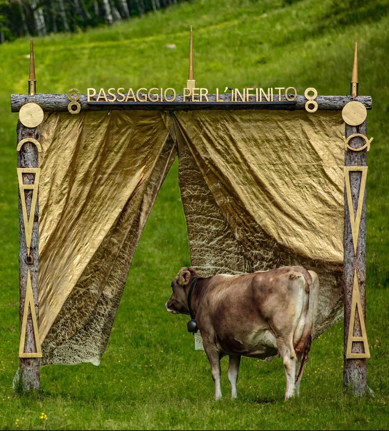 mucca val d'intelvi